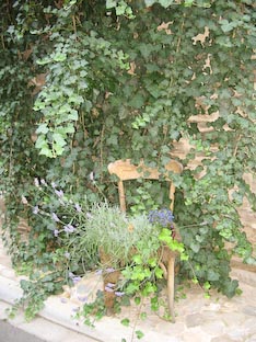 Ferienwohnung -  Ausblick - 
Weingut -  Mosel-Eindrücke