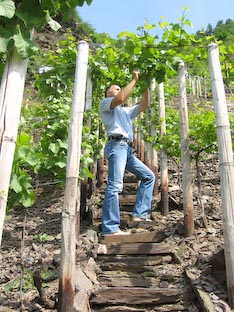 Ferienwohnung -  Ausblick - 
Weingut -  Mosel-Eindrücke