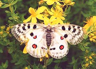 Ferienwohnung -  Ausblick - 
Weingut -  Mosel-Eindrücke